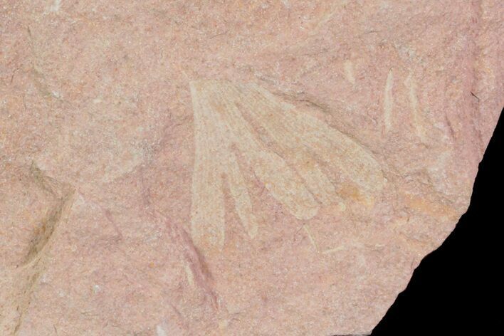 Cretaceous Fossil Ginkgo Leaf - Russia #72431
